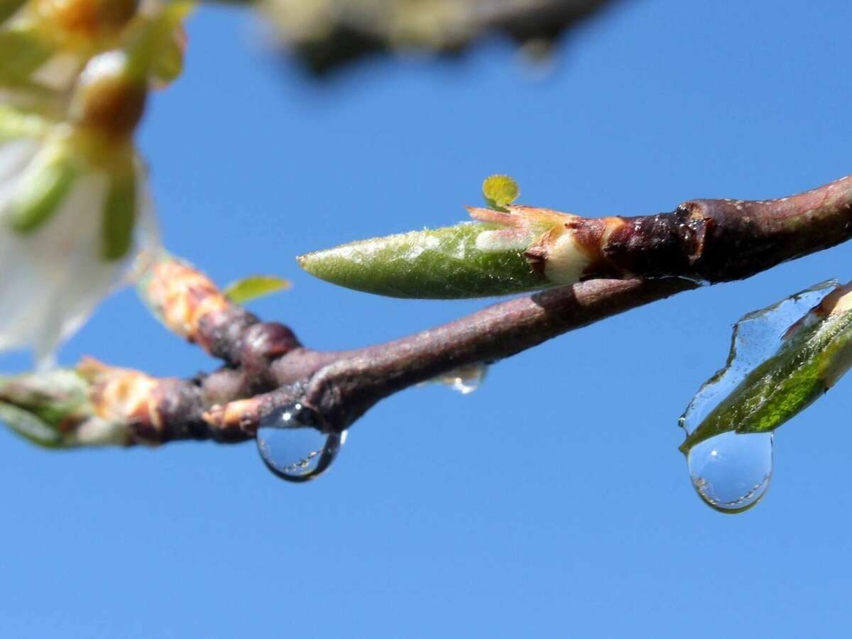 Jeunes bourgeons sur une branche
