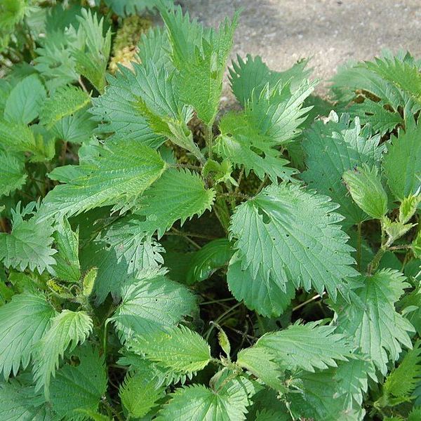 Ortie, Urtica dioica